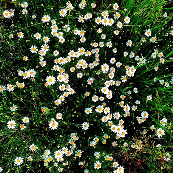 Meet your Posher, Xenobya - Picture 1 of 1